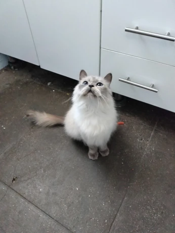 Chat pirsan pour race