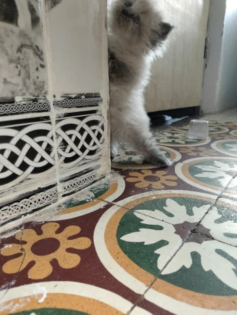 Chat pirsan pour race