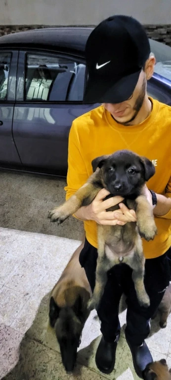 Chiot malinois