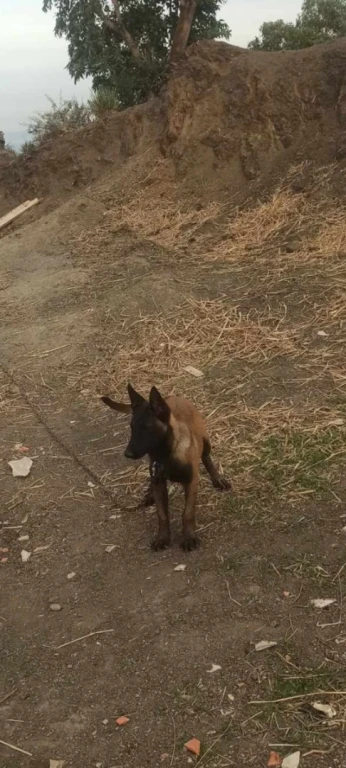 Malinois Fumel