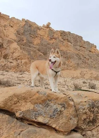 باتنة حي كشيدا