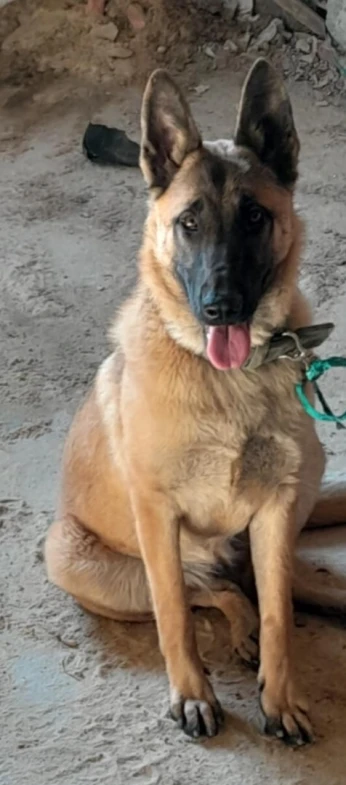 Malinois femelle 7 mois