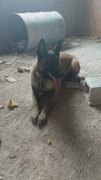 Malinoi fauve charbonne