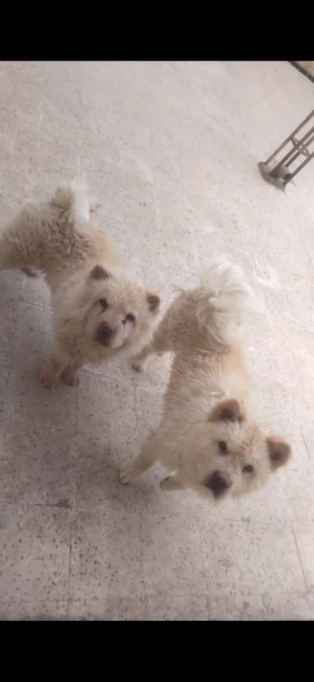2 chien chow chow