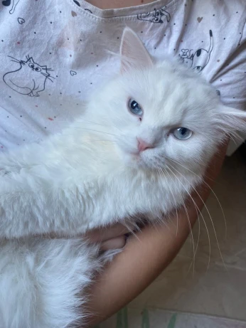 Vente deux chats shirazi