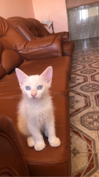 Angora turc