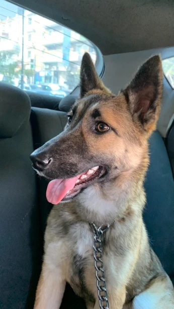 malinois classique