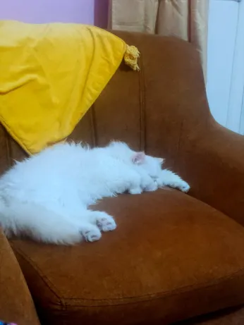 Chat himalayen pour l'accouplement