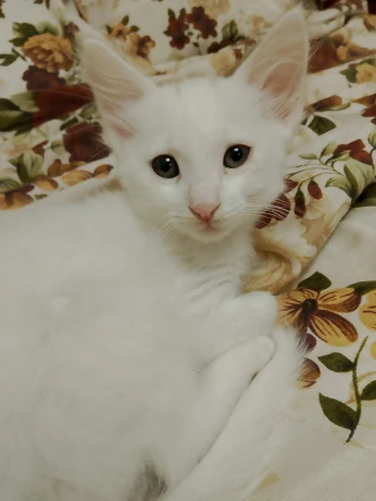 Chats siamois et angora 2 mois