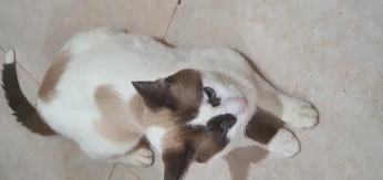 Un chat à donner gratuitement
