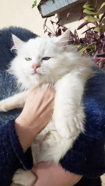 Chat female shirazzi