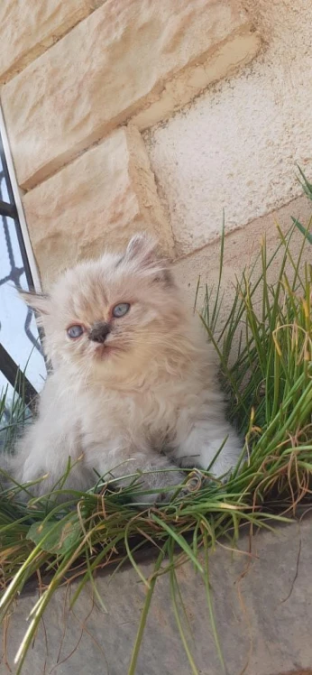 Chat male persan shirazzi age 2 mois