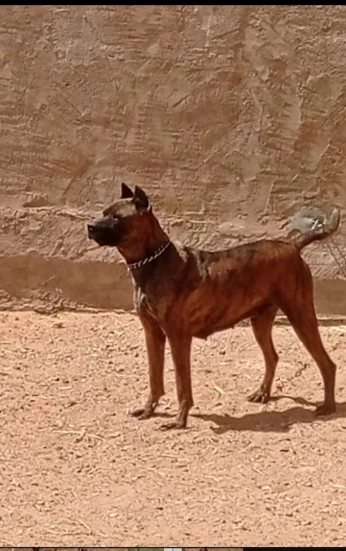 Cane corso