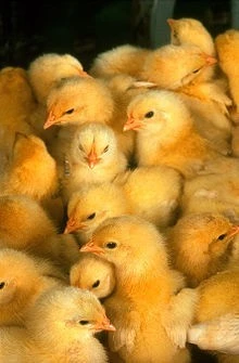 Poussin d'un jour