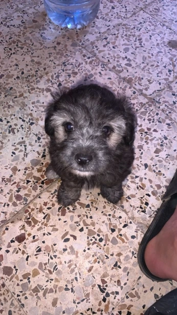 Caniche bichon age 2 mois