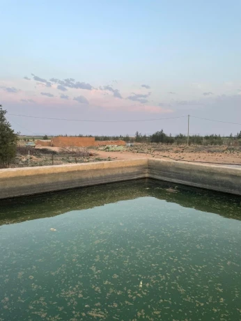 Vente Terrain Agricole Djelfa Hassi fedoul