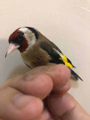Chardonneret femelle charbonnière مقنينة كحلوشة