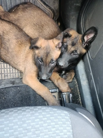 2 femel malinois