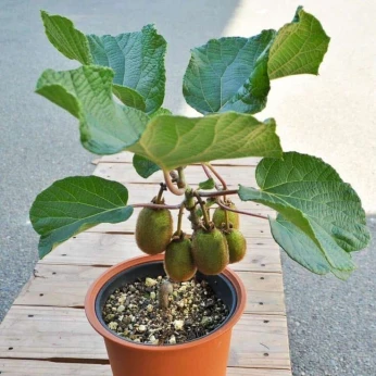 Kiwi jenny Autofertile