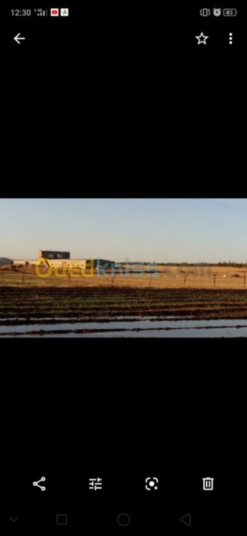 Vente Terrain Agricole Sidi Bel Abbès Sidi bel abbes