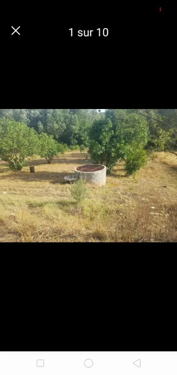 Vente Terrain Agricole Setif Hammam guergour 8