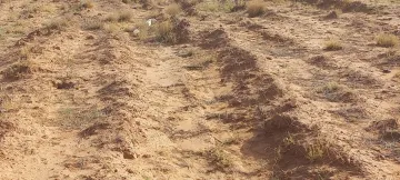 Vente Terrain Agricole Djelfa Ain oussara 13