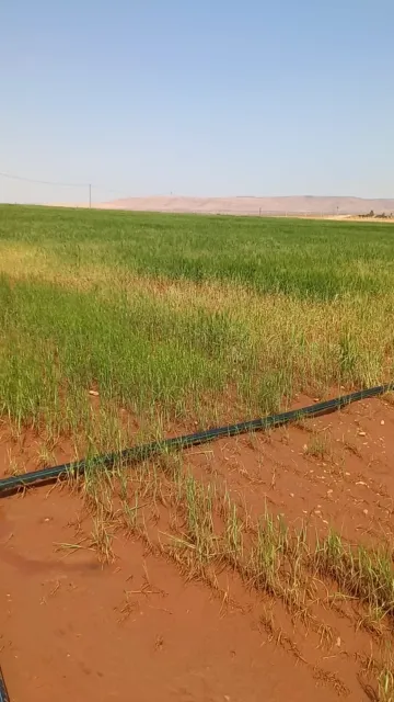 Vente Terrain Agricole Djelfa Djelfa 7