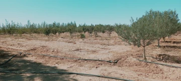 Vente Terrain Agricole Djelfa Hassi bahbah 47