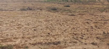 Vente Terrain Agricole Djelfa Ain oussara 25