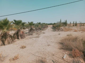 Vente Terrain Agricole Djelfa Ain oussara 12