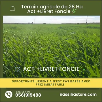 Vente Terrain Agricole Djelfa Djelfa 5