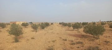 Vente Terrain Agricole Djelfa Had sahary 10