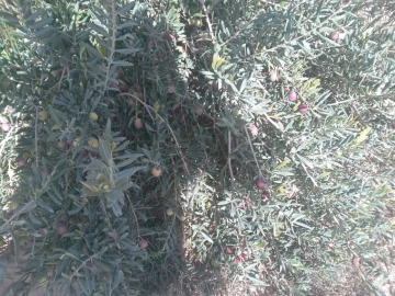 Vente Terrain Agricole Djelfa Djelfa 24