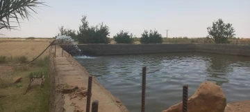 Vente Terrain Agricole Djelfa Djelfa 4