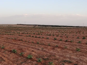 Vente Terrain Agricole Djelfa Hassi bahbah 12