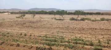 Vente Terrain Agricole Djelfa Djelfa 5