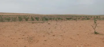 Vente Terrain Agricole Djelfa Birine 6