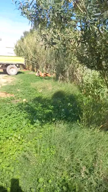 Vente Terrain Agricole Djelfa Djelfa 26