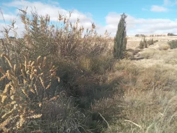 Vente Terrain Agricole Djelfa Djelfa 5