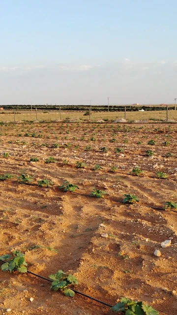 Vente Terrain Agricole Djelfa Hassi bahbah 11