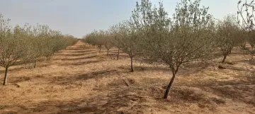 Vente Terrain Agricole Djelfa Ain oussara 7