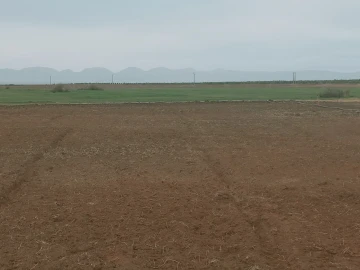 Vente Terrain Agricole Djelfa Benhar 10