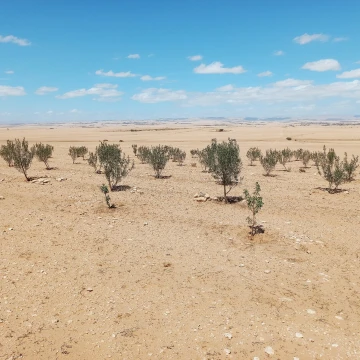 Vente Terrain Agricole Djelfa Birine 11