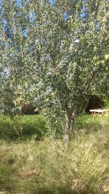 Vente Terrain Agricole Djelfa Djelfa 18