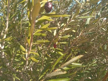 Vente Terrain Agricole Djelfa Djelfa 11