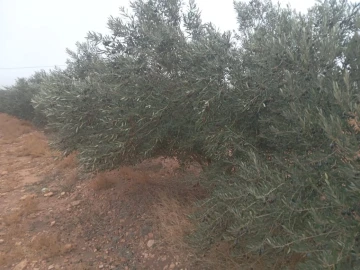 Vente Terrain Agricole Djelfa Djelfa 22