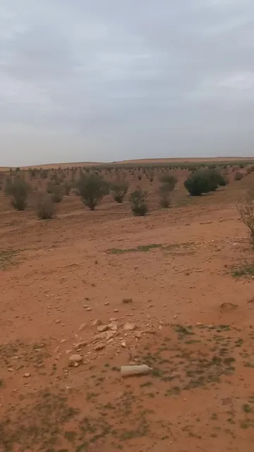 Vente Terrain Agricole Djelfa Birine 5