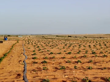 Vente Terrain Agricole Djelfa Hassi bahbah 13