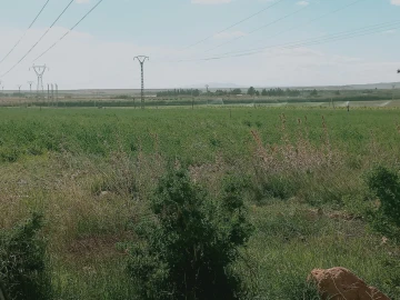 Vente Terrain Agricole Djelfa Djelfa