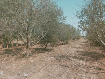Vente Terrain Agricole Djelfa Ain oussara 6